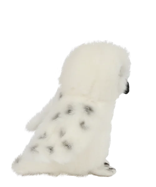 Warner Bros Hedwig Soft Toy - Small